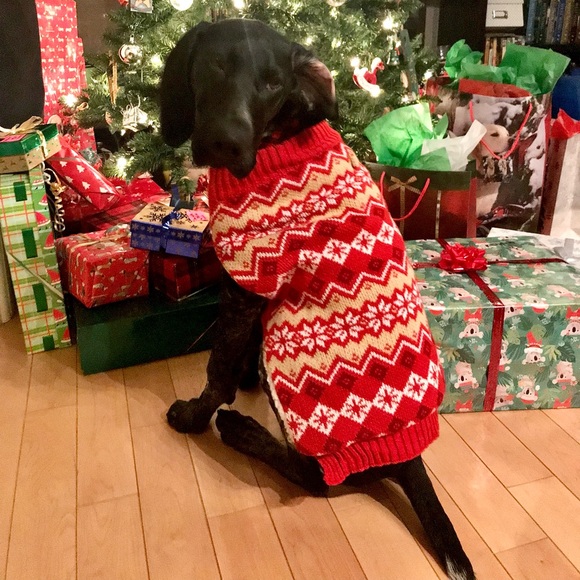 EUC Dog XL knitted sweater - Picture 3 of 8